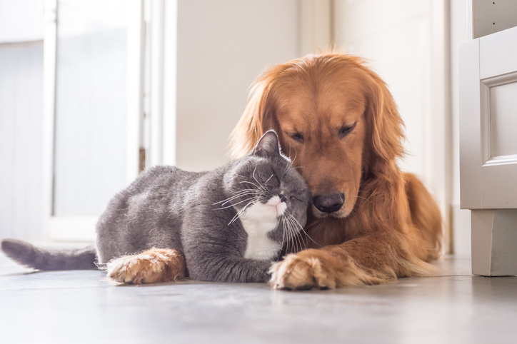 Purely Pets