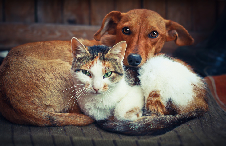 A first-of-its-kind pet insurance for older cats and dogs